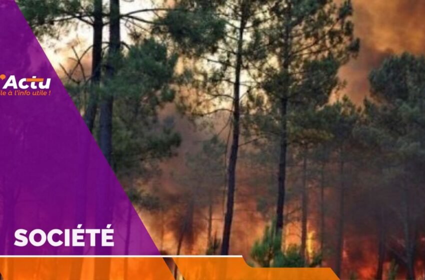  Feux de forêts : plus de 300 hectares de forêts disparues dans les flammes selon le MDE