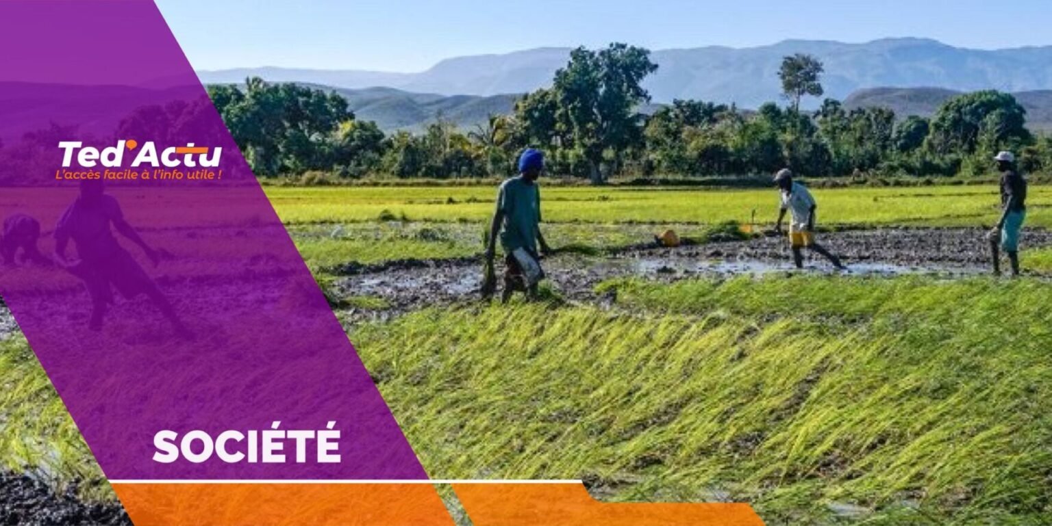 Début d’une nouvelle campagne agricole sous fond d’incertitude dans le Bas-Artibonite
