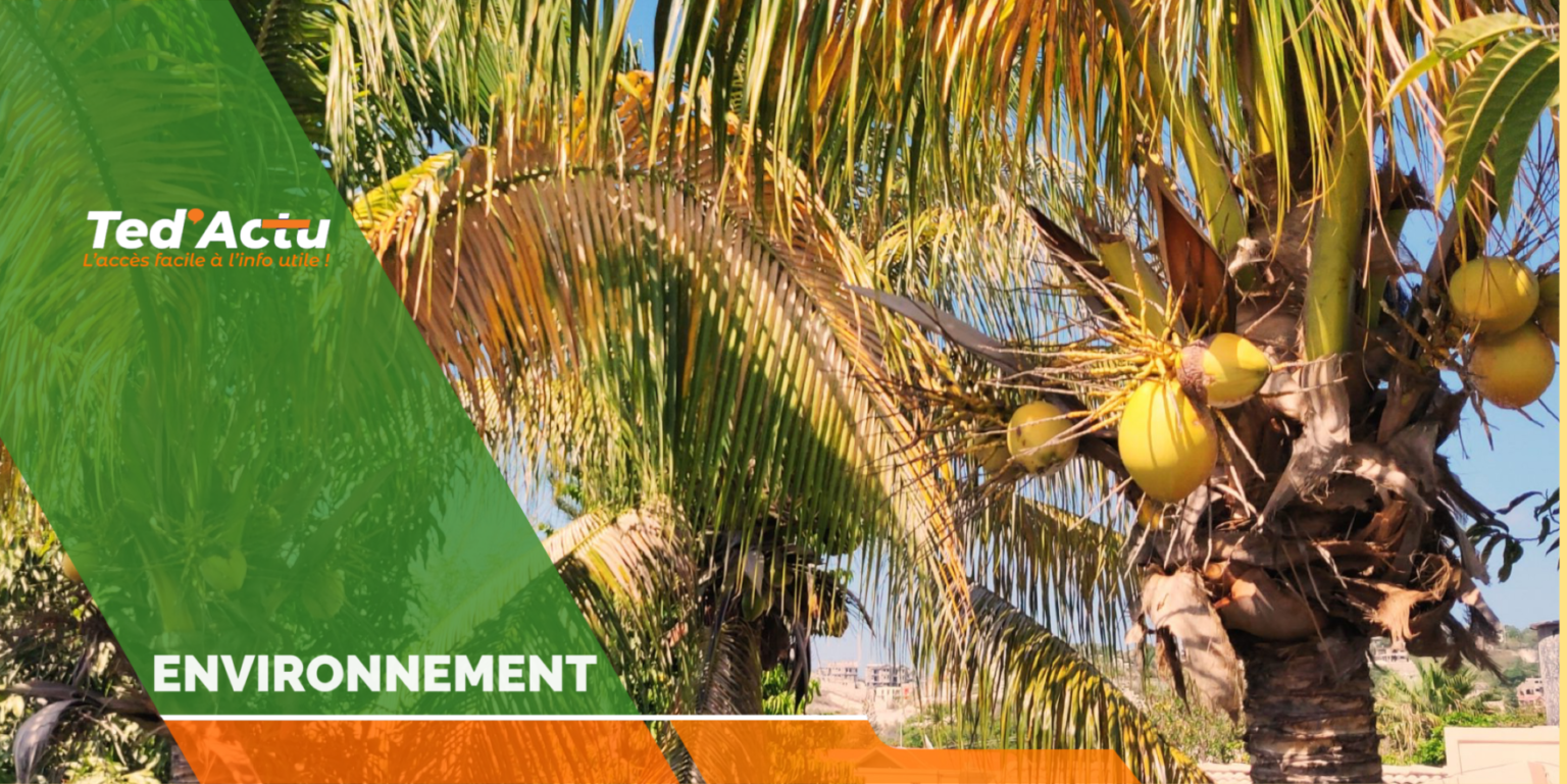 Quand la FAO et le MARNDR s’engagent pour la survie des cocotiers en Haïti