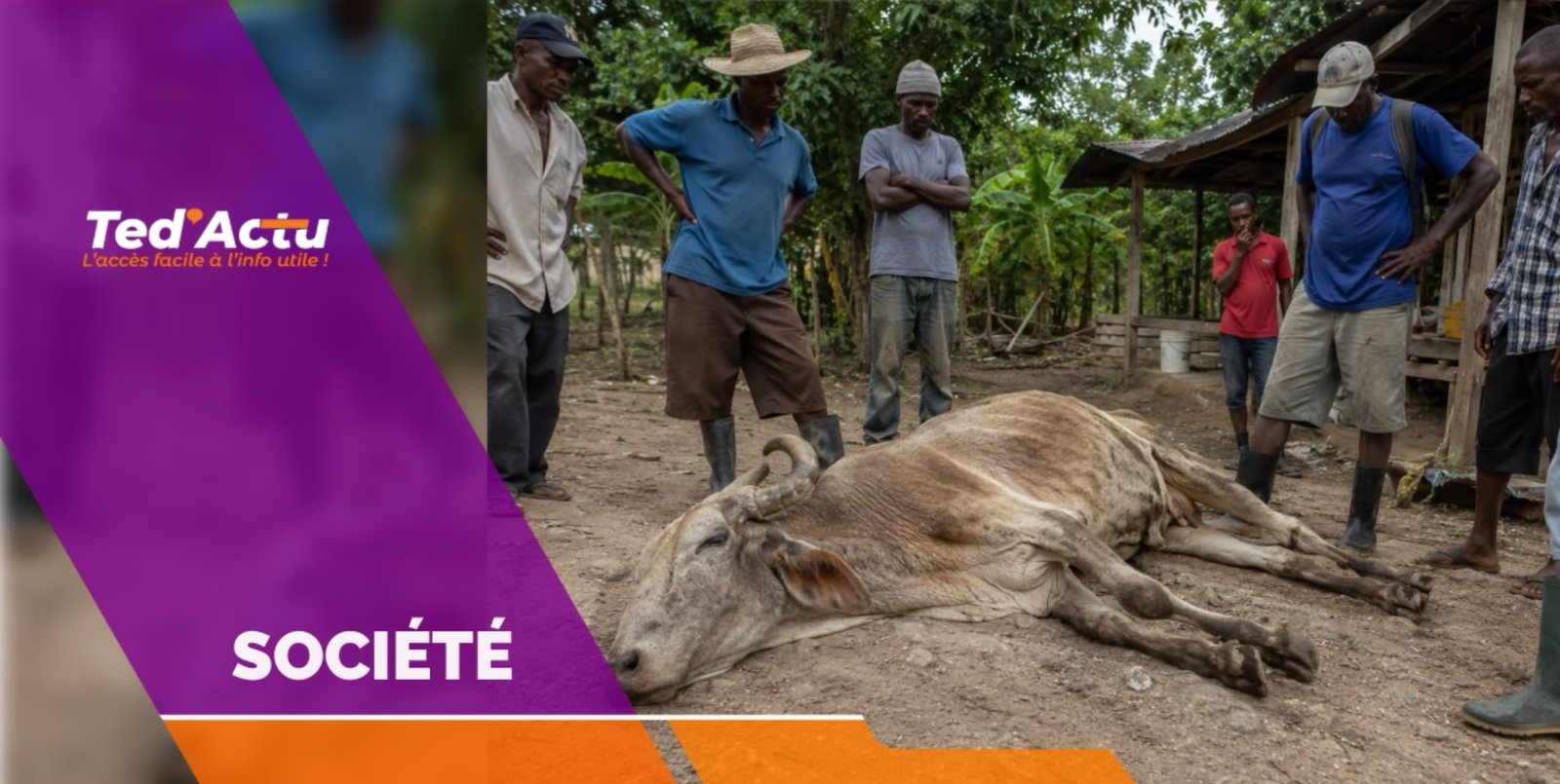 Grand’Anse : alerte à Dame-Marie après la mort de plusieurs bœufs