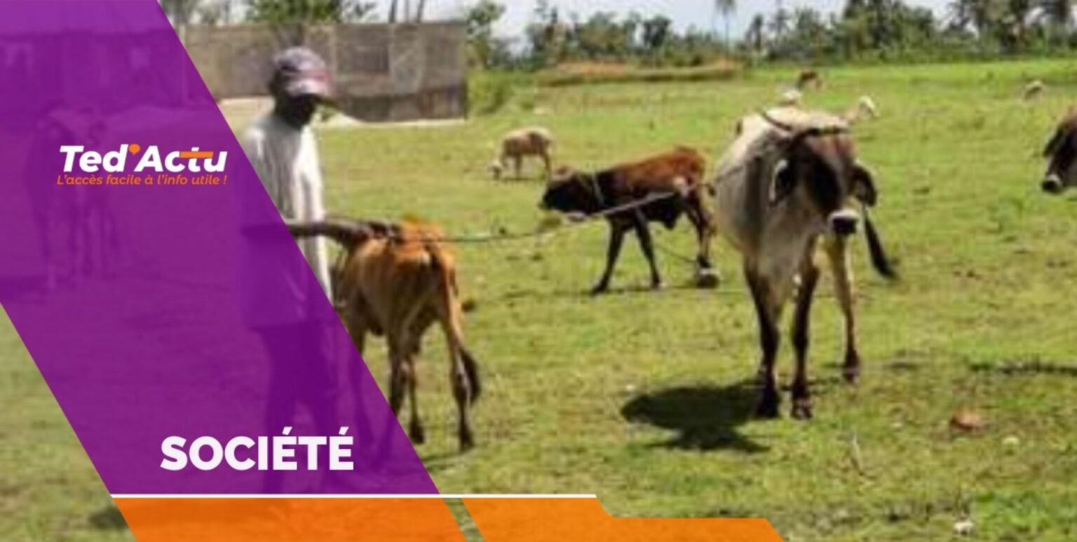 Grand’Anse : la maladie du charbon fait planer une nouvelle menace sanitaire